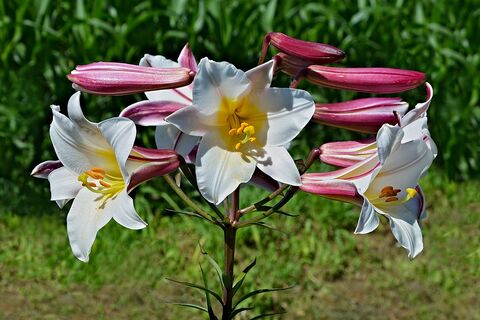 Romantic and luxurious, just like your camping holiday. Meet the lily!