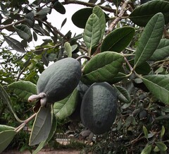 Feijoa Sellowiana or Brazilian guava