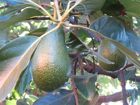 Avocado tree at the campsite