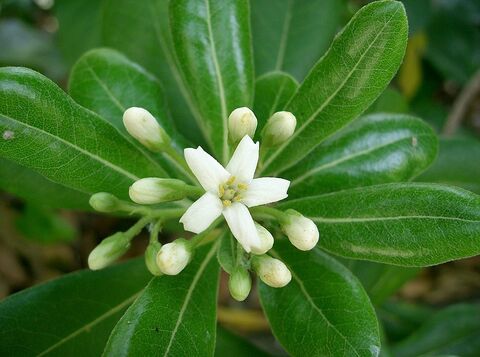 Dwarf Japanese pittosporum: a voyage around the world from the comfort of your favourite campsite!