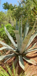 Agave americana