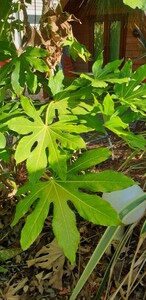Tetrapanax Papyrifer (Rice paper plant)