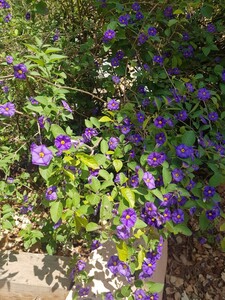 Gentian