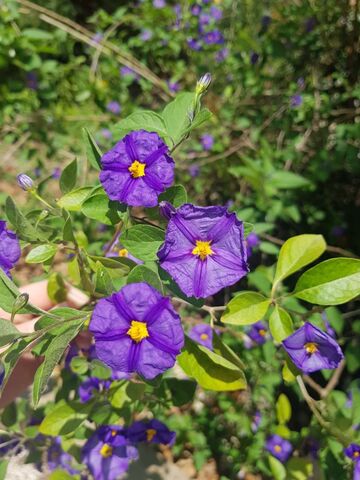 Gentian (solanum) at the campsite