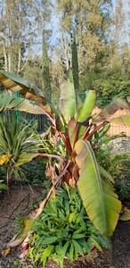 Abyssinian Banana Tree