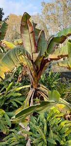 Abyssinian Banana Tree