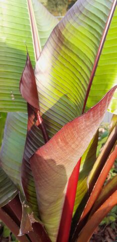 Abyssinian Banana Tree at the campsite