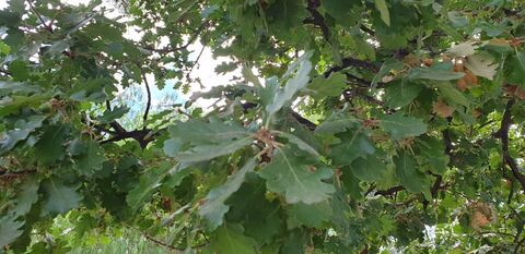 White oaks at the campsite, to discover on vacation