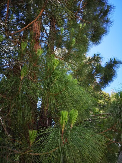 Canary Island Pine