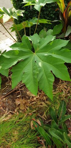 Tetrapanax Papyrifer (Rice paper plant)