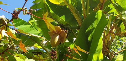 On a trip to the Var: the campsite's Japanese banana tree