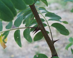 False acacia / Black locust