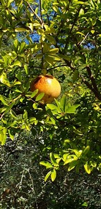 Pomegranate tree