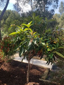 Japanese Medlar