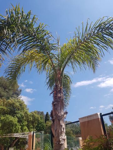 Queen Palms at our campsite near Hyères