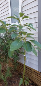 Avocado tree