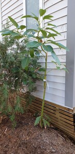 Avocado tree