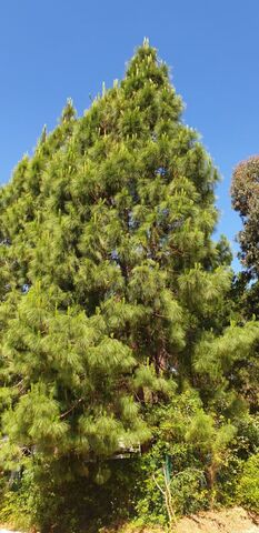 Canary Island pine at our eco-friendly campsite