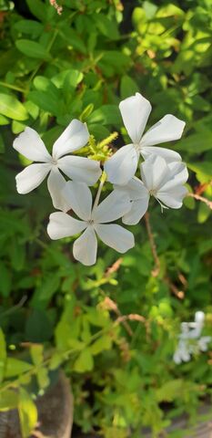 Our campsite adores plants and flowers: discover our plumbago