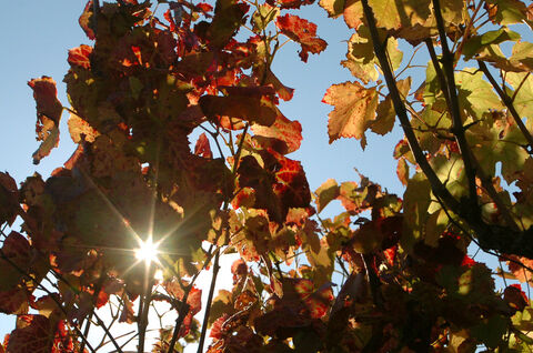 Around the campsite: the vines and wines of Provence...