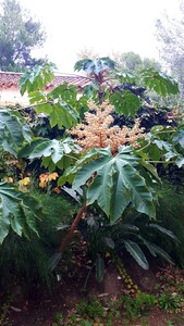 Tetrapanax Papyrifer (Rice paper plant)