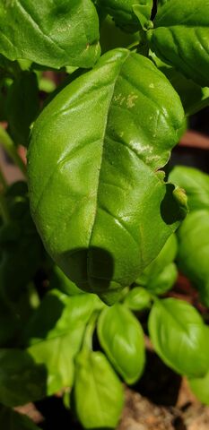 Gourmet camping holidays: basil