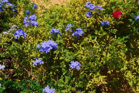 Our campsite adores plants and flowers: discover our plumbago