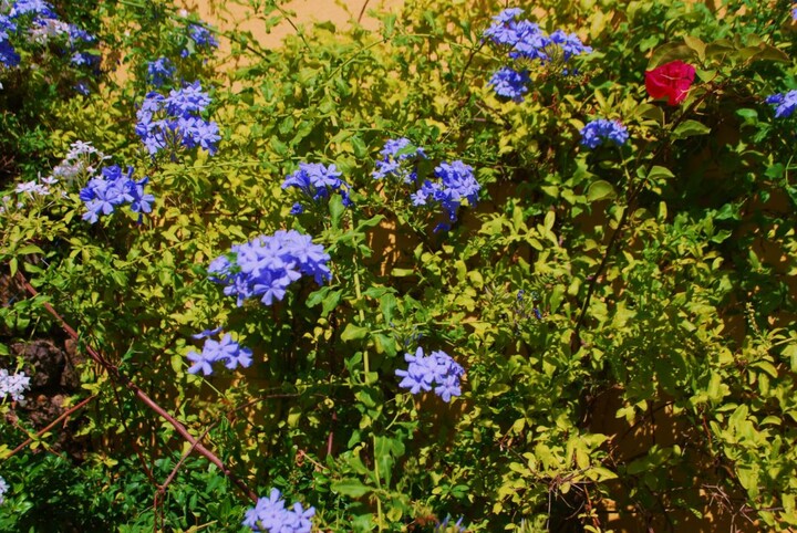 Plumbago