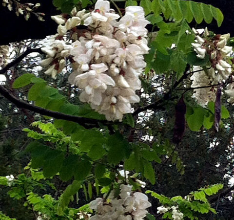 As pretty as the real one! Our False acacia in Provence