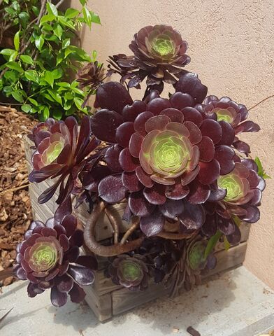 Aeonium: exotic and green holidays at the campsite