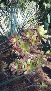 Purple tree aeonium