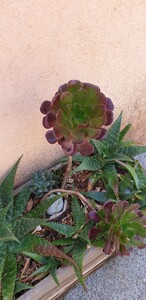 Purple tree aeonium