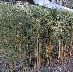 Golden bamboo