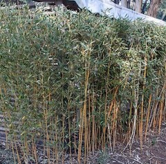 Golden bamboo