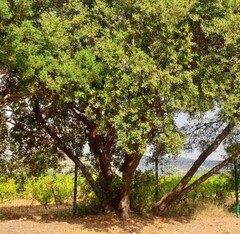 Pistacia lentiscus