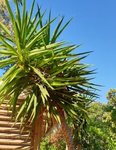 Yucca elephantipes (Spineless Yucca)