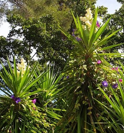 Yucca elephantipes (Spineless Yucca)