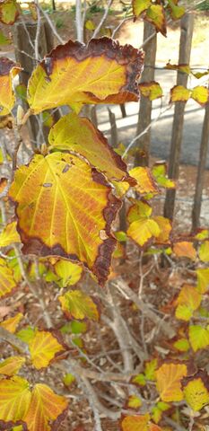 Witch hazel on your holiday in the Var, French Riviera-Côte d'Azur!