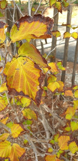 Hamamelis virginiana (witch hazel)