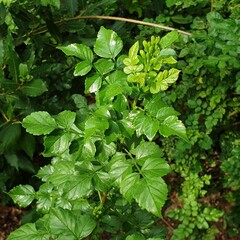 Cape honeysuckle