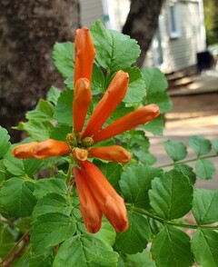 Cape honeysuckle