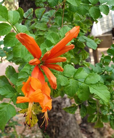 Cape honeysuckle at the campsite in the Var