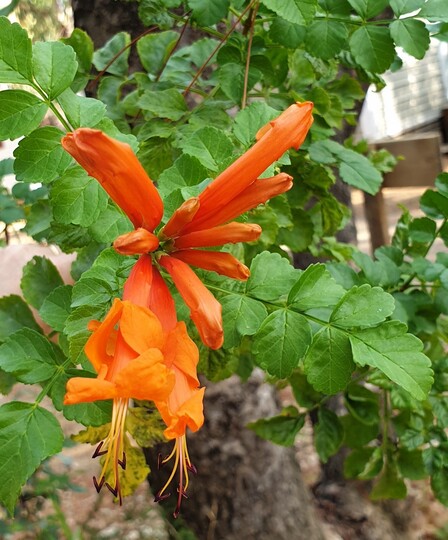 Cape honeysuckle