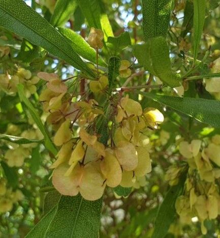 Broadleaf hopbush at campsite