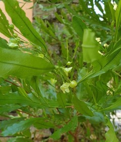 Broadleaf hopbush