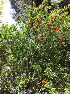 Mediterranean vegetation - wooded campsite