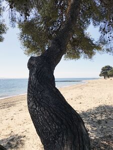 A sandy beach with shade in the Var, French Riviera-Côte d'Azur