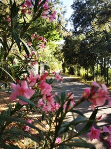 Camping Les Jardins de la Pascalinette ®