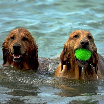 Plage du Mérou in Hyères welcomes dogs