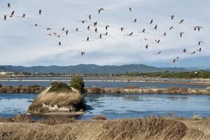 A bird reserve in Hyères